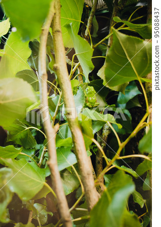 Aquarium frog Aquarium frog 95088437