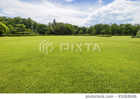 Fresh green image Grassland Grass Park Young leaves Trees and greenery Green leaves Refreshing 95088686