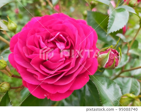 Rose of pink color 95088740