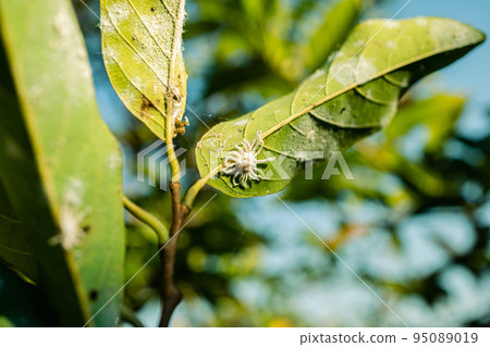A large adult white aphid is devouring the green leaves to survive and reproduce. White aphid on leaves close-up. White aphid is another pest that wreaks havoc on Agricultural crops are huge. 95089019
