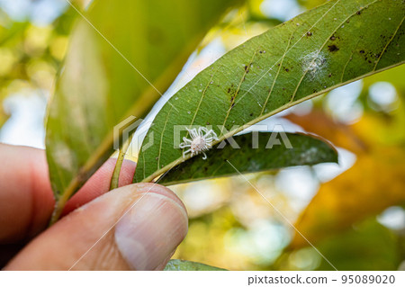 A large adult white aphid is devouring the green leaves to survive and reproduce. White aphid on leaves close-up. White aphid is another pest that wreaks havoc on Agricultural crops are huge. 95089020