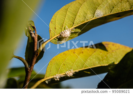 A large adult white aphid is devouring the green leaves to survive and reproduce. White aphid on leaves close-up. White aphid is another pest that wreaks havoc on Agricultural crops are huge. A large adult white aphid is devouring the green leaves to survive and reproduce. White aphid on leaves close-up. White aphid is another pest that wreaks havoc on Agricultural crops are huge. 95089021