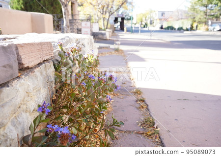 Flowers blooming on the roadside in Santa Fe, New Mexico 95089073