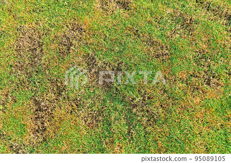 Green and yellow grass texture Brown patch is caused by the destruction of fungus Rhizoctonia Solani grass leaf change from green to dead brown in a circle lawn texture background dead dry grass. Green and yellow grass texture Brown patch is caused by the destruction of fungus Rhizoctonia Solani grass leaf change from green to dead brown in a circle lawn texture background dead dry grass. 95089105