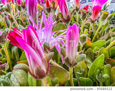 一朵可愛的粉紅色花朵，在早春的光輝中綻放 95089122
