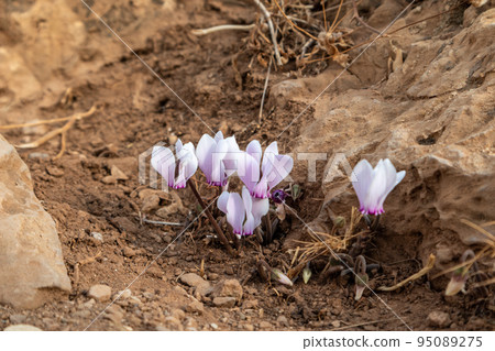 Tender purple Crocus flowers blooming in Greece Tender purple Crocus flowers blooming in Greece 95089275