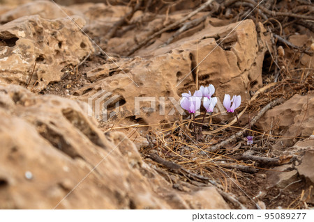Tender purple Crocus flowers blooming in Greece Tender purple Crocus flowers blooming in Greece 95089277