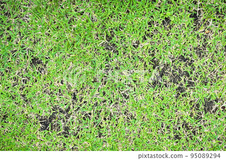 Green and yellow grass texture Brown patch is caused by the destruction of fungus Rhizoctonia Solani grass leaf change from green to dead brown in a circle lawn texture background dead dry grass. 95089294