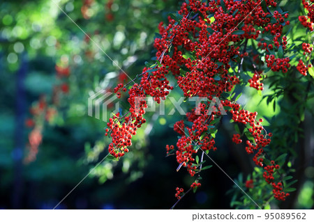 冬青科路邊樹,紅漿果 冬青科路邊樹,紅漿果 95089562