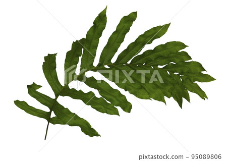 Green leaf texture. Green leaves isolated on white background. Plants with green leaves. Green leaf pattern background. ( Polypodiophyta ) 95089806