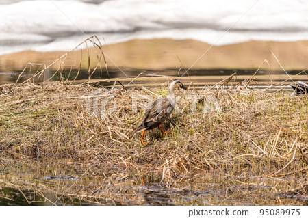 鴨子追鴨子 95089975