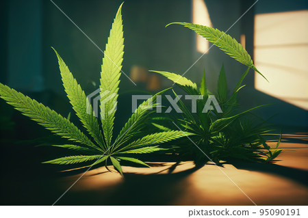 Marijuana leaves cannabis leaf on a dark background Marijuana leaves cannabis leaf on a dark background 95090191