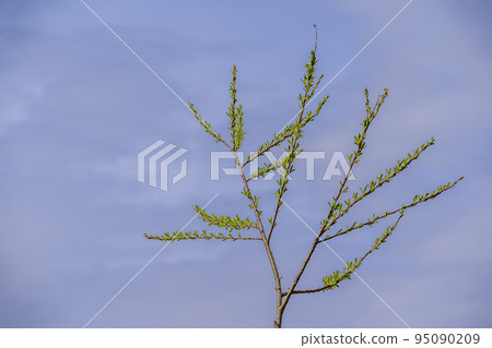 春天的氣息~新鮮綠色的季節~ 春天的氣息~新鮮綠色的季節~ 95090209