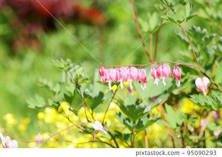 Lamprocapnos 花盛開在花園裡 95090293