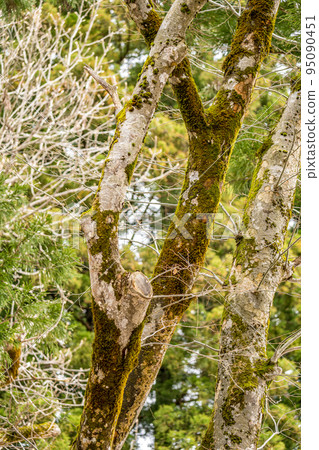 長滿苔蘚的山毛櫸樹 95090451