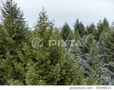 Evergreen pine tree branches, winter aerial view 95090621