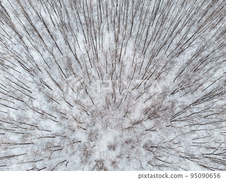 Bare winter trees tops aerial view with white snow Bare winter trees tops aerial view with white snow 95090656