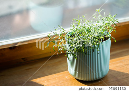 Homegrown rosemary potted herbs grows on window sill. Homegrown rosemary potted herbs grows on window sill. 95091180