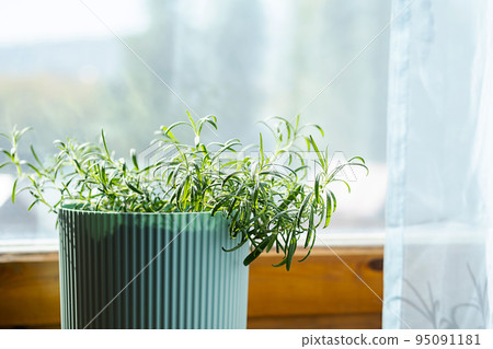Homegrown rosemary potted herbs grows on window sill. Homegrown rosemary potted herbs grows on window sill. 95091181