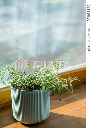 Homegrown rosemary potted herbs grows on window sill. Homegrown rosemary potted herbs grows on window sill. 95091182