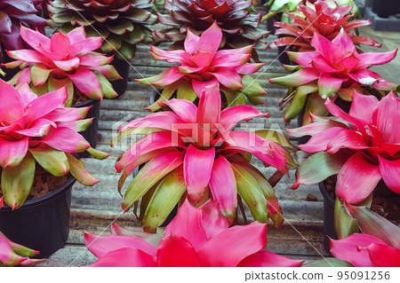 Multicolored bromeliad, colorful bromeliad leaves, Tropical plants in green house for garden decoration. Colorful Neoregelia plant for home decoration. Beautiful Neoregelia bromeliad plants in park. 95091256