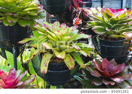 Multicolored bromeliad, colorful bromeliad leaves, Tropical plants in green house for garden decoration. Colorful Neoregelia plant for home decoration. Beautiful Neoregelia bromeliad plants in park. Multicolored bromeliad, colorful bromeliad leaves, Tropical plants in green house for garden decoration. Colorful Neoregelia plant for home decoration. Beautiful Neoregelia bromeliad plants in park. 95091261