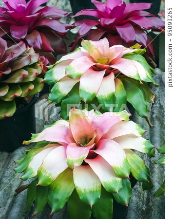Multicolored bromeliad, colorful bromeliad leaves, Tropical plants in green house for garden decoration. Colorful Neoregelia plant for home decoration. Beautiful Neoregelia bromeliad plants in park. 95091265