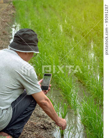 Male agriculturist using smart phone to check and monitoring quality of rice in paddy field. Smart farmer researching about rice growth in organic rice paddy field. Agriculture investigation concept. Male agriculturist using smart phone to check and monitoring quality of rice in paddy field. Smart farmer researching about rice growth in organic rice paddy field. Agriculture investigation concept. 95091287
