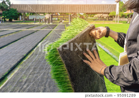 Hands of female farmer holding young rice sprout ready to grow in rice field.Farmer transplanting rice seedlings.Fragrant jasmine rice seedlings preparation for planting.Selective focus on right hand. Hands of female farmer holding young rice sprout ready to grow in rice field.Farmer transplanting rice seedlings.Fragrant jasmine rice seedlings preparation for planting.Selective focus on right hand. 95091289