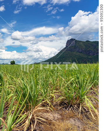 Scenery view of sugarcane saplings in planting fields near mountain in countryside of Thailand. Sugarcane fields and sugarcane saplings growing. small sugar cane stem on soil field. Selective focus. 95091300