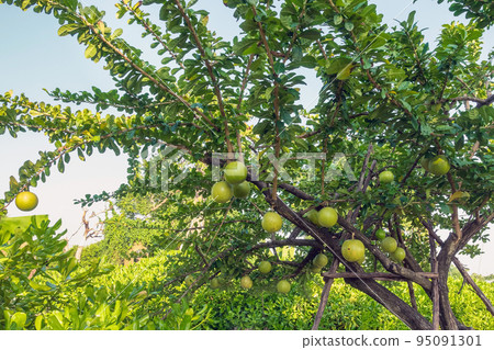 Cerbera Odollam or Suicide fruits on tree is a Thai herbs with properties is Peel used to Laxative, Flower treat of hemorrhoid. Pong pong, Indian suicide tree, Fruit of Gray milkwood. Selective focus. 95091301