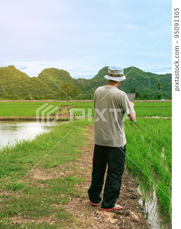 Asian male farmer using tablet for research leaves of rice in organic farm field. Agriculturist check the growing rice production in rice paddy field by using tablet. Agricultural technology Concept. 95091305