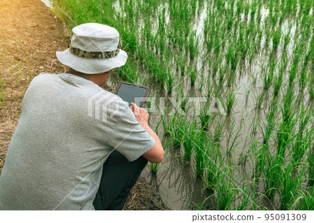 Asian male farmer using tablet for research leaves of rice in organic farm field. Agriculturist check the growing rice production in rice paddy field by using tablet. Agricultural technology Concept. Asian male farmer using tablet for research leaves of rice in organic farm field. Agriculturist check the growing rice production in rice paddy field by using tablet. Agricultural technology Concept. 95091309