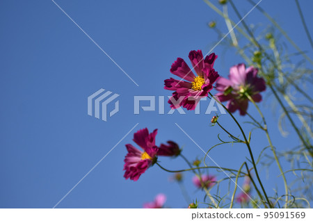 Autumn clear blue sky and dark pink cosmos 95091569