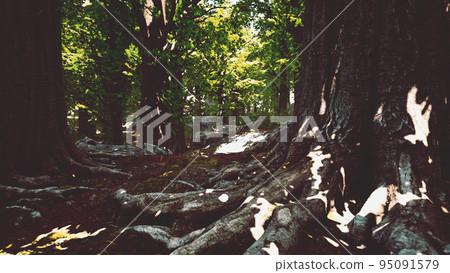 Asian tropical rainforest with moss 95091579