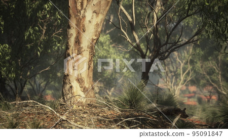 Kimberley region of Western Australia Kimberley region of Western Australia 95091847