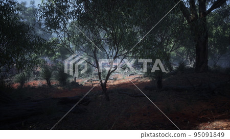 Dirt track through Angophora and eucalyptus forest Dirt track through Angophora and eucalyptus forest 95091849