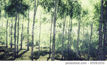 Summery birch grove during a foggy sunrise 95091850