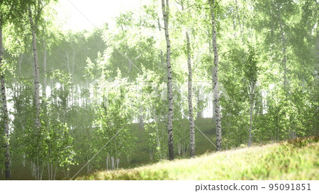 Spring in the birch grove forest 95091851