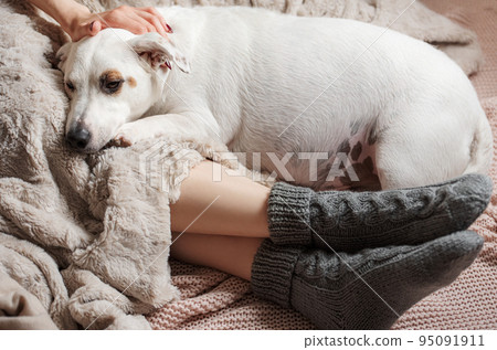 Legs of a young girl in cozy knitted socks Legs of a young girl in cozy knitted socks 95091911