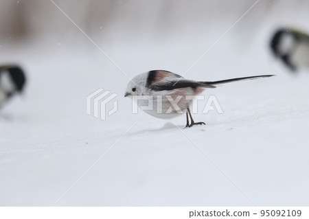 雪原上跳躍的長尾山雀 雪原上跳躍的長尾山雀 95092109