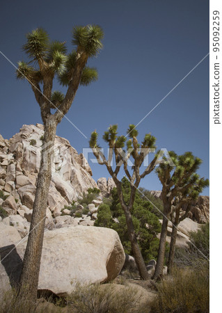 Joshua tree park Joshua tree park 95092259
