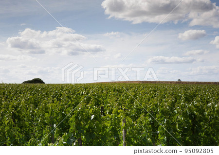 Vineyards scenery near Bordeaux France Vineyards scenery near Bordeaux France 95092805