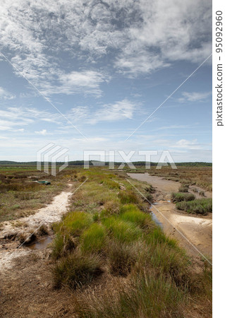 Walkway in the maritime moor at low tide 95092960