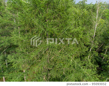 Evergreen pine tree branches, summer aerial view 95093032