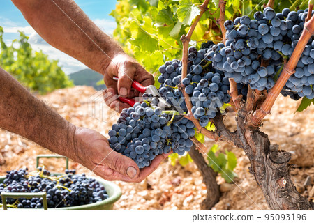 Cannonau grape harvest. Manual harvesting of grapes. Agriculture. Cannonau grape harvest. Manual harvesting of grapes. Agriculture. 95093196