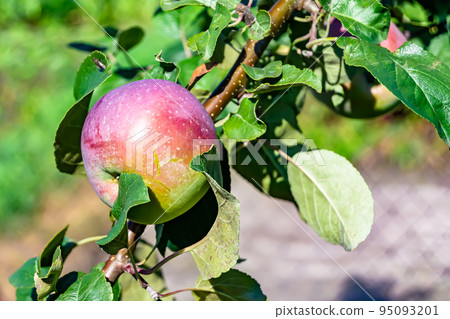 Photography on theme beautiful fruit branch apple tree 95093201