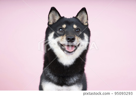 Bust-up of Sherri of black shiba smiling with pink back Bust-up of Sherri of black shiba smiling with pink back 95093293