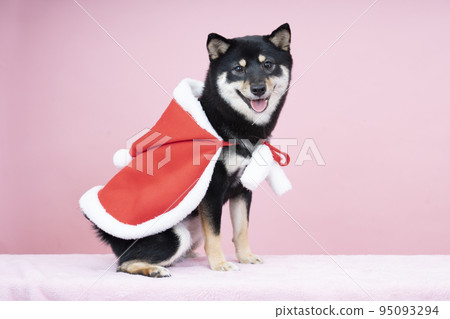 Sheri the black shiba who wears a red cloak and smiles Sheri the black shiba who wears a red cloak and smiles 95093294