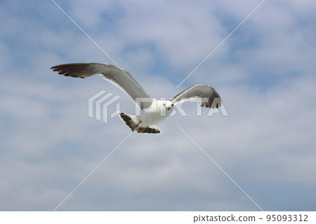 Seabird with foot ring (identification tag) 95093312